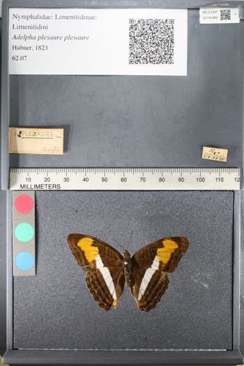 Media type: image;   Entomology 145486